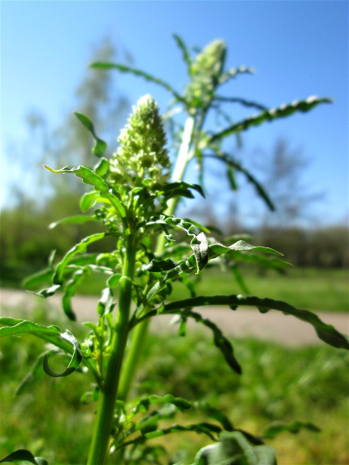 Gelber Wau (Reseda lutea) an der Saar in Saarbrücken