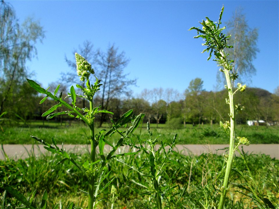 Gelber Wau (Reseda lutea) an der Saar in Saarbrücken