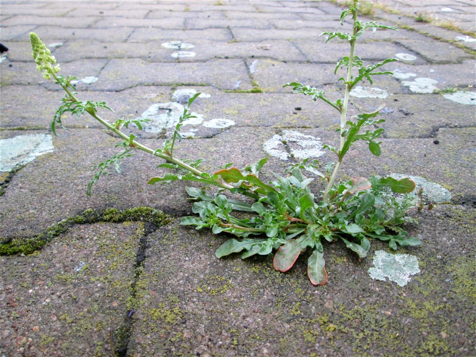 Gelber Wau (Reseda lutea) am Hauptbahnhof Mannheim