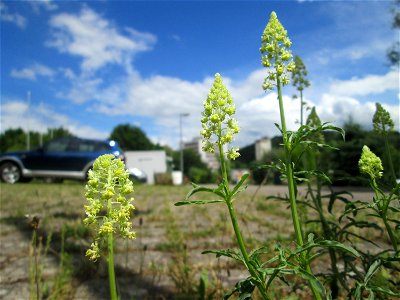 Gelber Wau (Reseda lutea) am Osthafen in Saarbrücken
