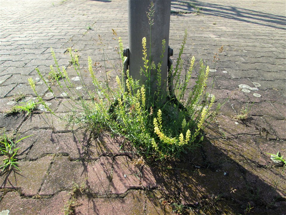 Gelber Wau (Reseda lutea) am Hauptbahnhof Mannheim