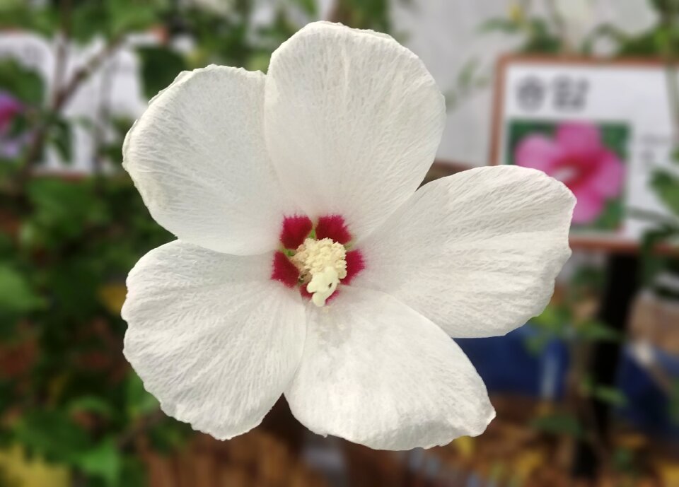 Back single-core republic of korea chrysanthemum sejong city