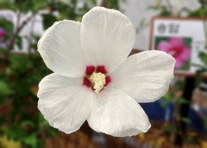 Back single-core republic of korea chrysanthemum sejong city