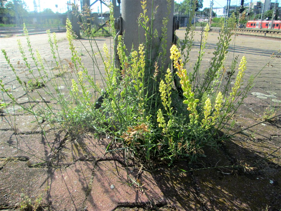 Gelber Wau (Reseda lutea) am Hauptbahnhof Mannheim