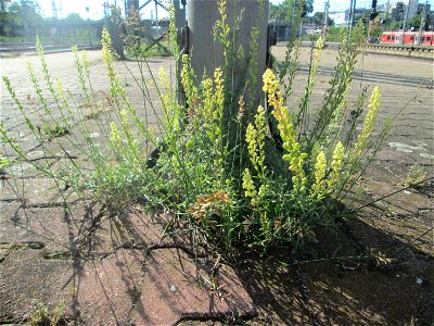 Gelber Wau (Reseda lutea) am Hauptbahnhof Mannheim