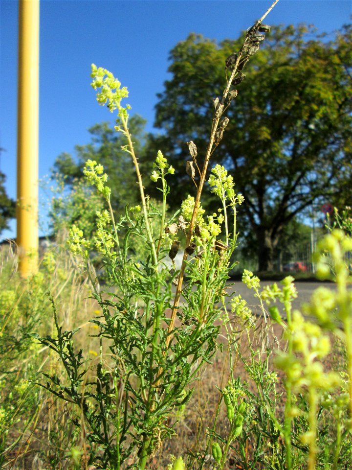 Gelber Wau (Reseda lutea) in Saarbrücken