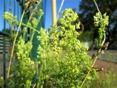 Gelber Wau (Reseda lutea) in Saarbrücken