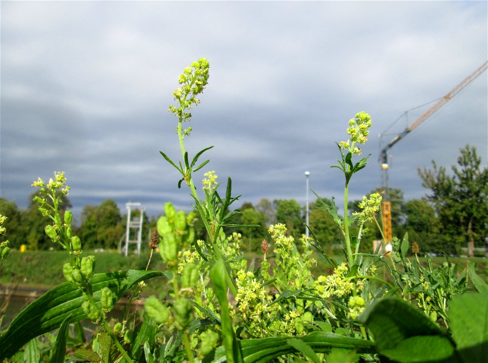 Gelber Wau (Reseda lutea) an der Güdinger Schleuse