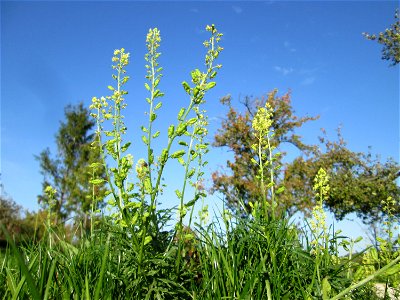 Gelber Wau (Reseda lutea) in Spicheren