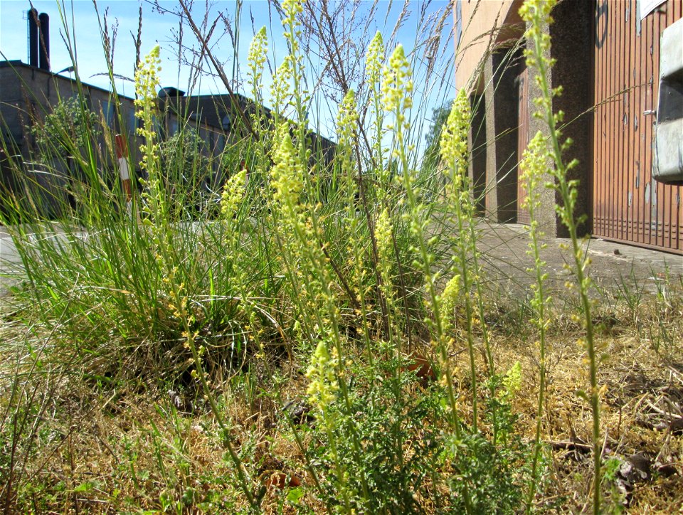 Gelber Wau (Reseda lutea) in Brebach