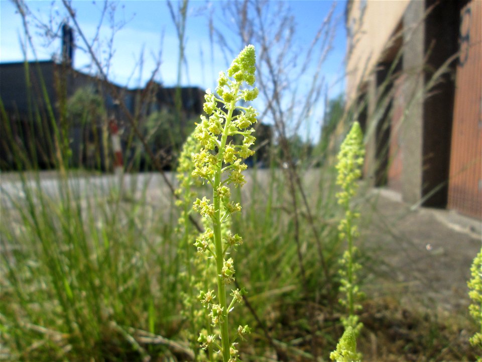 Gelber Wau (Reseda lutea) in Brebach