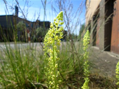 Gelber Wau (Reseda lutea) in Brebach