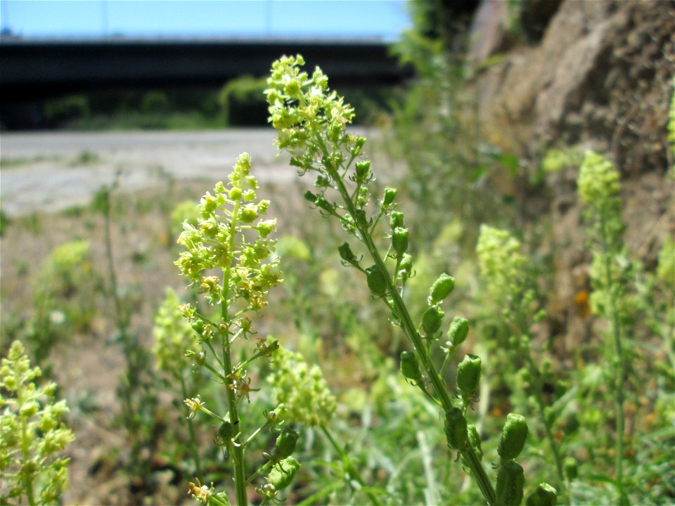 Gelber Wau (Reseda lutea) im Bürgerpark Saarbrücken