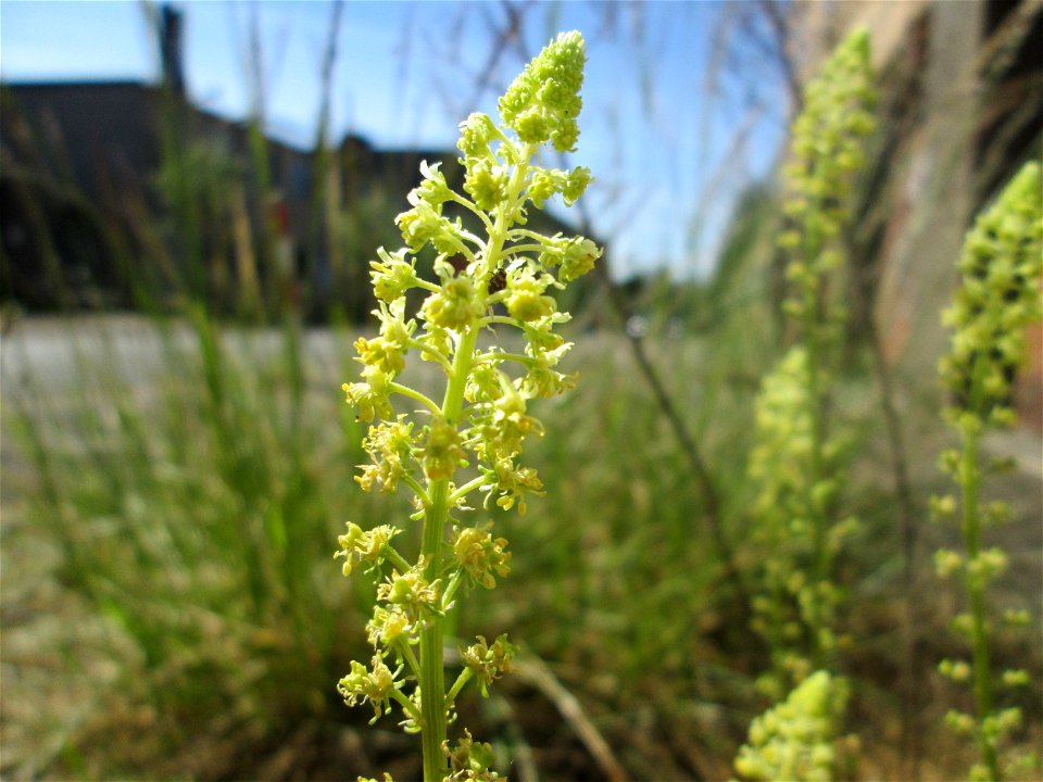 Gelber Wau (Reseda lutea) in Brebach