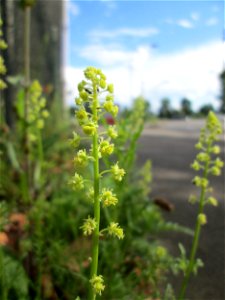 Gelber Wau (Reseda lutea) in Brebach