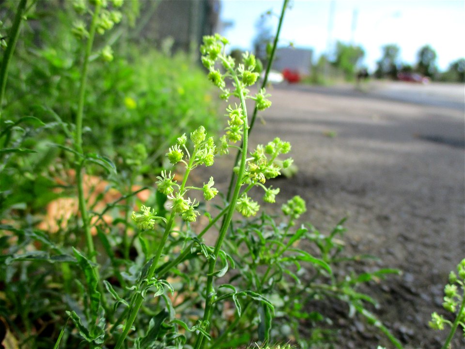 Gelber Wau (Reseda lutea) in Brebach