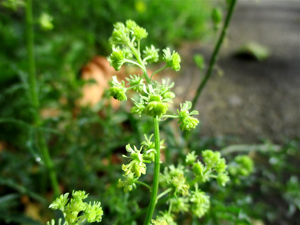 Gelber Wau (Reseda lutea) in Brebach