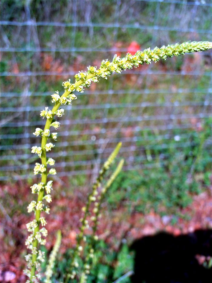 Reseda lutea en el Campo de Calatrava, Province of Ciudad Real, Spain.
