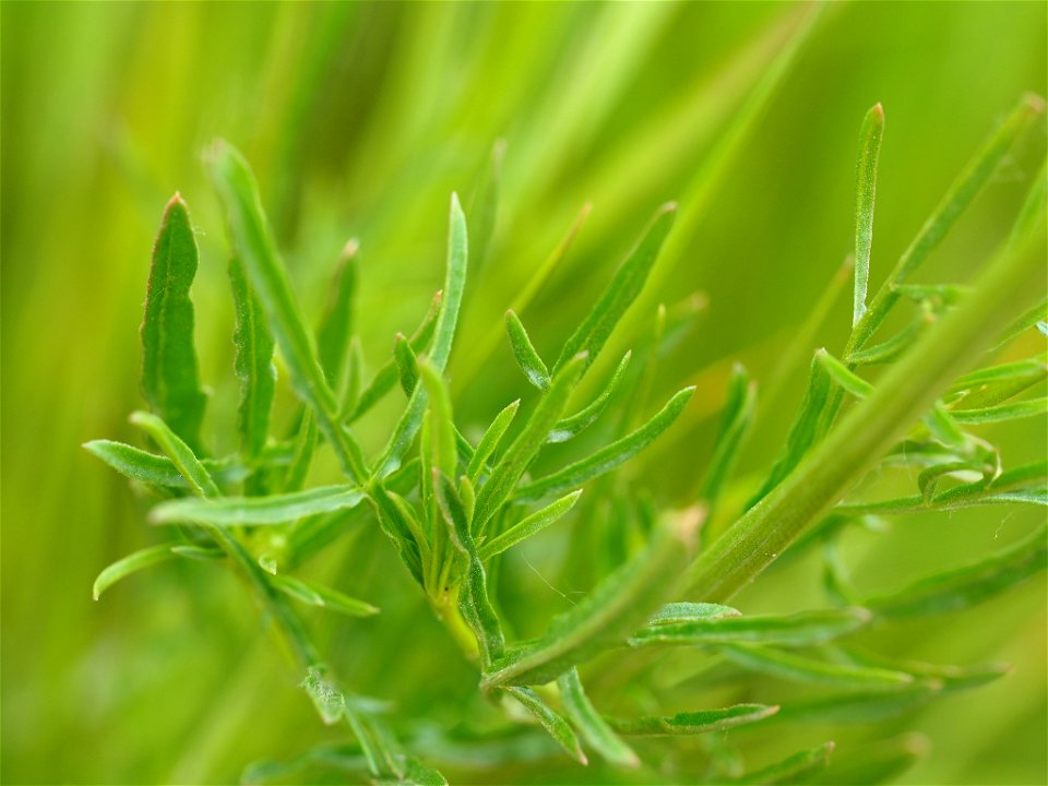 Wild Mignonette (Reseda lutea)