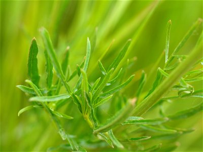 Wild Mignonette (Reseda lutea)
