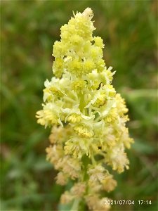Wild Mignonette (Reseda lutea)
