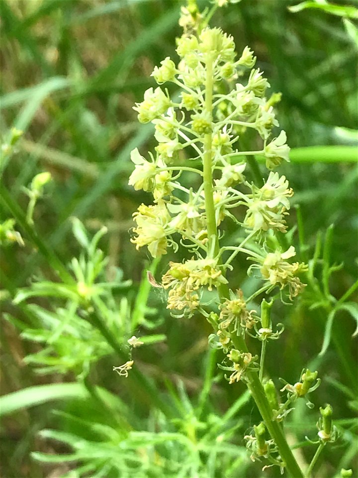Wild Mignonette (Reseda lutea)