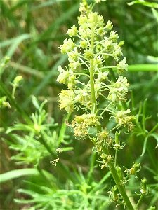 Wild Mignonette (Reseda lutea)