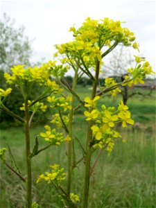 Orientalisches Zackenschötchen (Bunias orientalis) im Naturschutzgebiet „Bachwiesen/Leopoldswiesen“ im Hockenheimer Rheinbogen