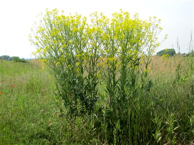 Orientalisches Zackenschötchen (Bunias orientalis) am Hochwasserrückhaltebecken im Naturschutzgebiet „Bachwiesen/Leopoldswiesen“ im Hockenheimer Rheinbogen
