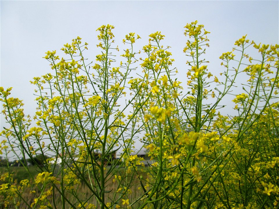 Orientalisches Zackenschötchen (Bunias orientalis) am Hochwasserrückhaltebecken im Naturschutzgebiet „Bachwiesen/Leopoldswiesen“ im Hockenheimer Rheinbogen