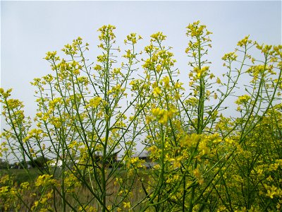 Orientalisches Zackenschötchen (Bunias orientalis) am Hochwasserrückhaltebecken im Naturschutzgebiet „Bachwiesen/Leopoldswiesen“ im Hockenheimer Rheinbogen