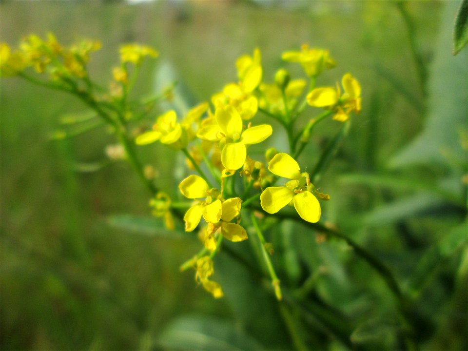 Orientalisches Zackenschötchen (Bunias orientalis) am Hochwasserrückhaltebecken im Naturschutzgebiet „Bachwiesen/Leopoldswiesen“ im Hockenheimer Rheinbogen