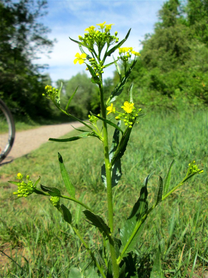 Orientalisches Zackenschötchen (Bunias orientalis) im Naturschutzgebiet „St. Arnualer Wiesen“