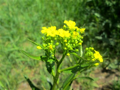 Orientalisches Zackenschötchen (Bunias orientalis) im Naturschutzgebiet „St. Arnualer Wiesen“