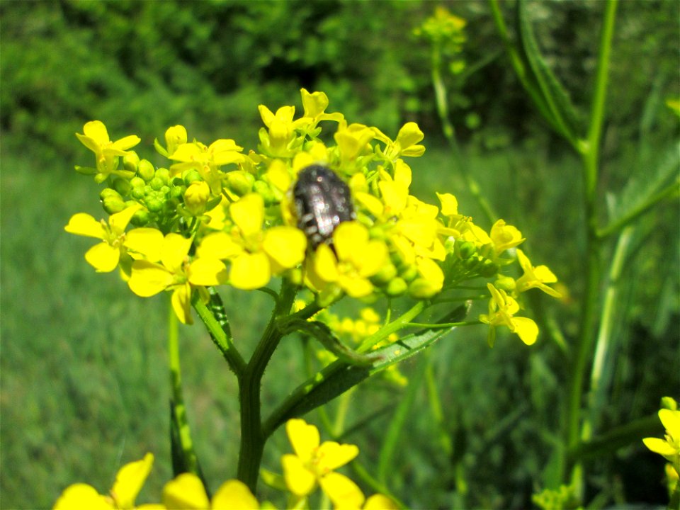 Orientalisches Zackenschötchen (Bunias orientalis) im Naturschutzgebiet „St. Arnualer Wiesen“