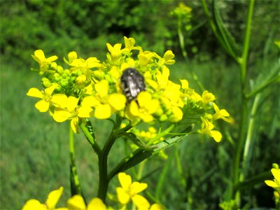 Orientalisches Zackenschötchen (Bunias orientalis) im Naturschutzgebiet „St. Arnualer Wiesen“