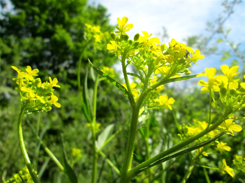 Orientalisches Zackenschötchen (Bunias orientalis) im Naturschutzgebiet „St. Arnualer Wiesen“