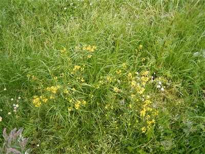 This photo shows the rorippa palustris