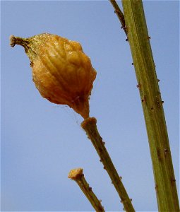 Bunias orientalis (reifes Schötchen)