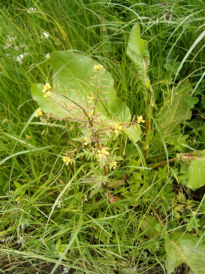This photo shows the rorippa palustris