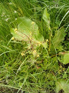 This photo shows the rorippa palustris