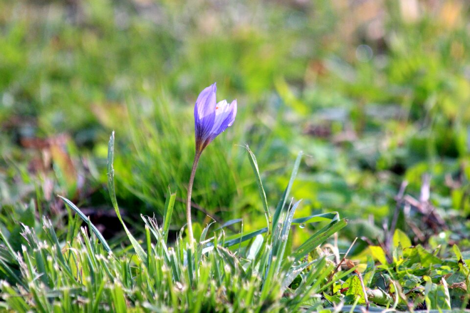 The first flowers wild spring flowers