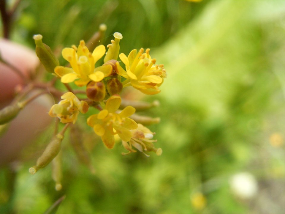 This photo shows the flowers of Rorippa palustris
