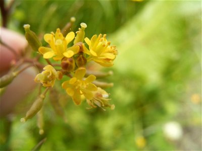 This photo shows the flowers of Rorippa palustris