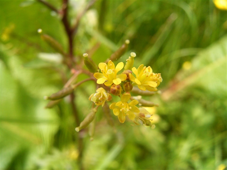 This photo shows the flowers of rorippa palustris