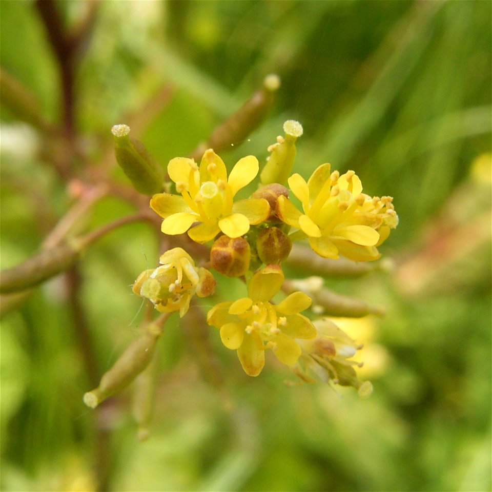 This photo shows the flowers of rorippa palustris