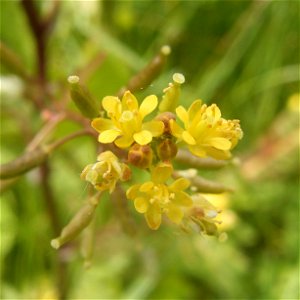 This photo shows the flowers of rorippa palustris