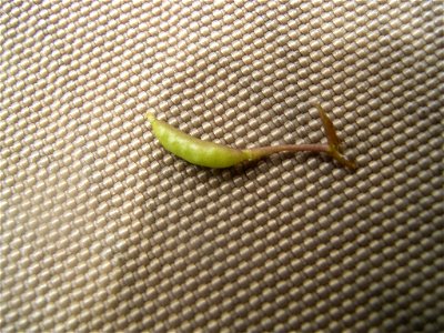 This photo shows a seedpod of rorippa palustris