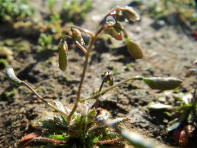 Frühlings-Hungerblümchen (Draba verna) bei Hockenheim