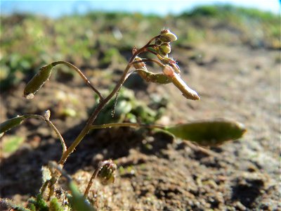 Frühlings-Hungerblümchen (Draba verna) bei Hockenheim